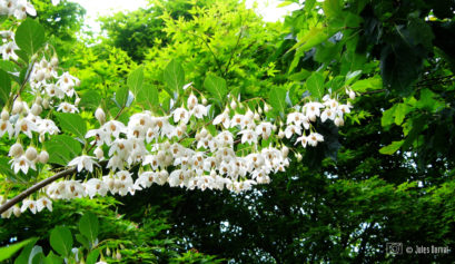 Styrax japonica