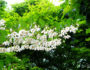 Styrax japonica