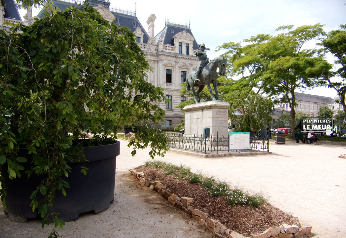 jardins éphémeres de vannes 2017 carpinus bétulus, pépinières le meur