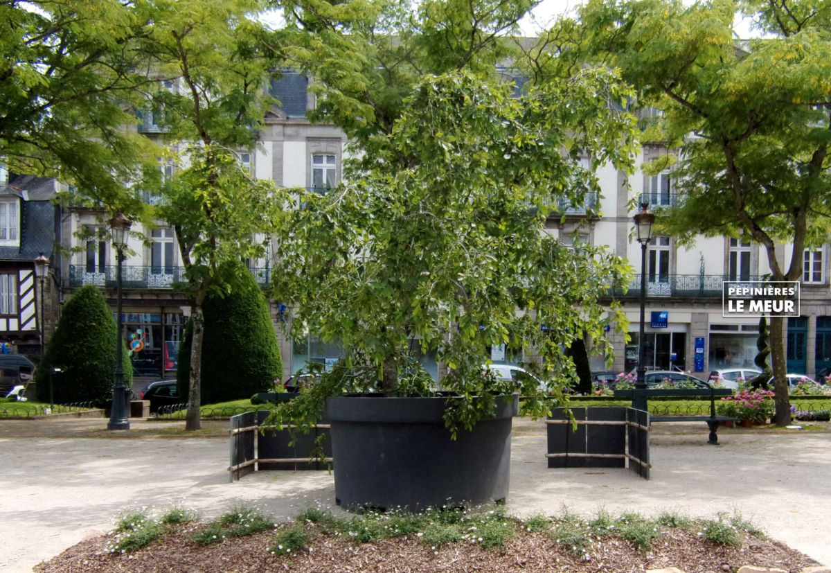 jardins éphémeres de vannes 2017 carpinus bétulus, pépinières le meur