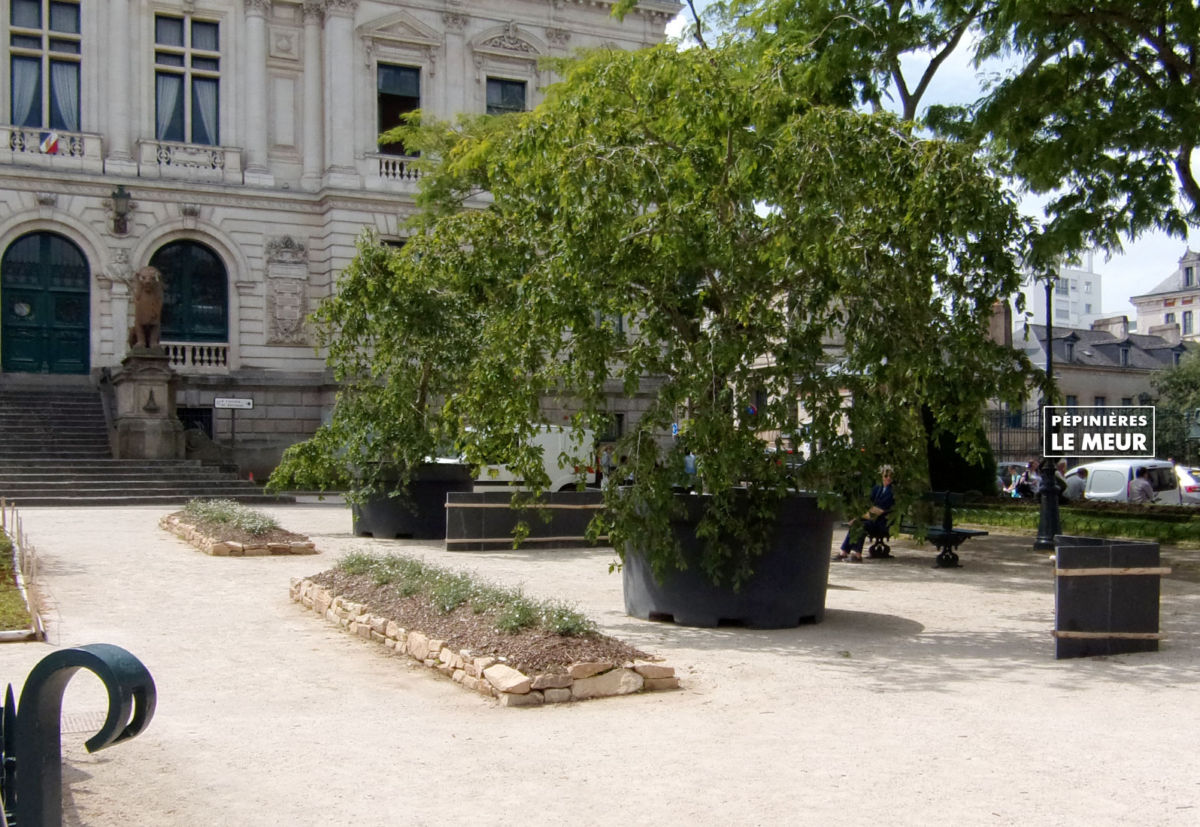 jardins éphémeres de vannes 2017 carpinus bétulus, pépinières le meur