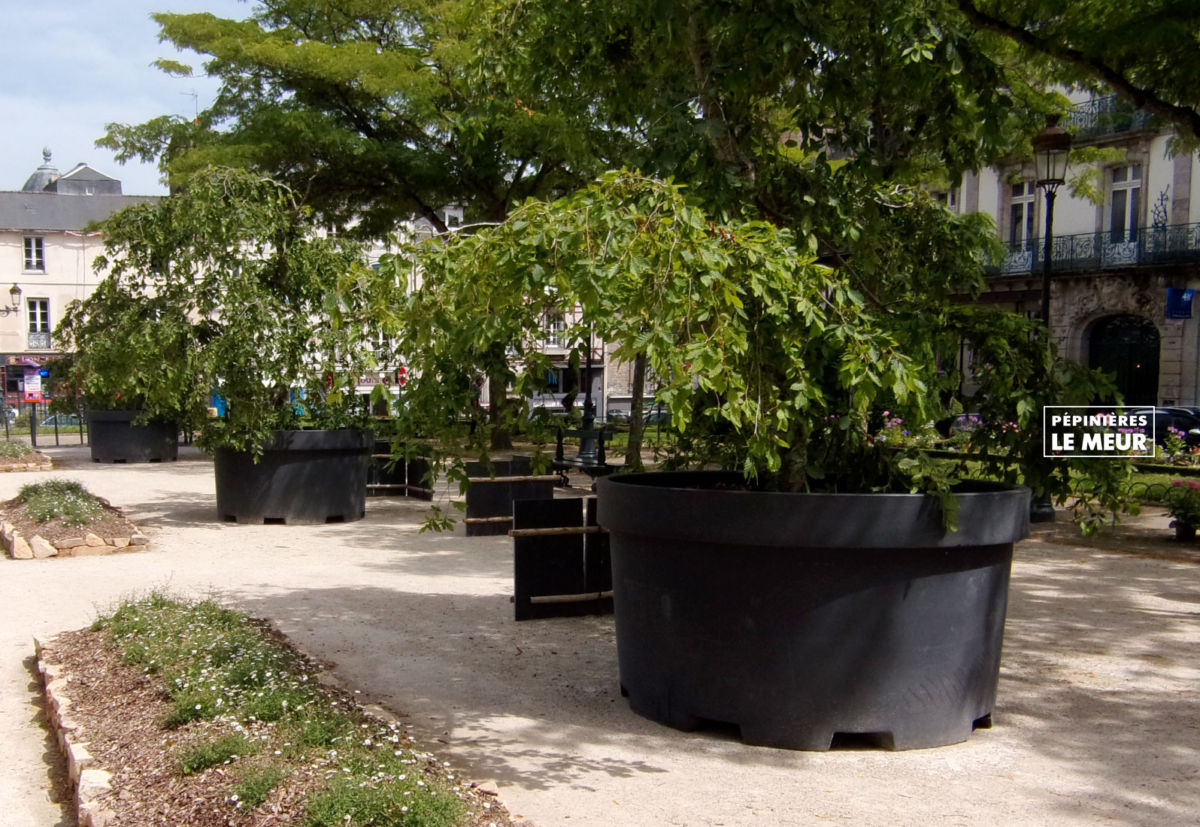 jardins éphémeres de vannes 2017 carpinus bétulus, pépinières le meur