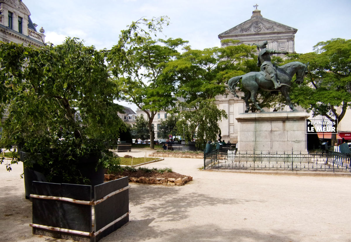 jardins éphémeres de vannes 2017 carpinus bétulus, pépinières le meur