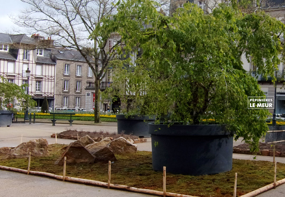 jardins éphémeres de vannes 2017 bétulus, pépinières le meur