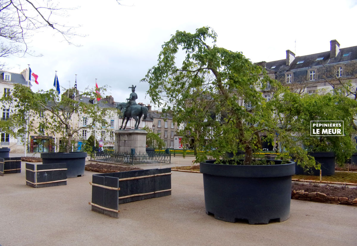 jardins éphémeres de vannes 2017 bétulus, pépinières le meur