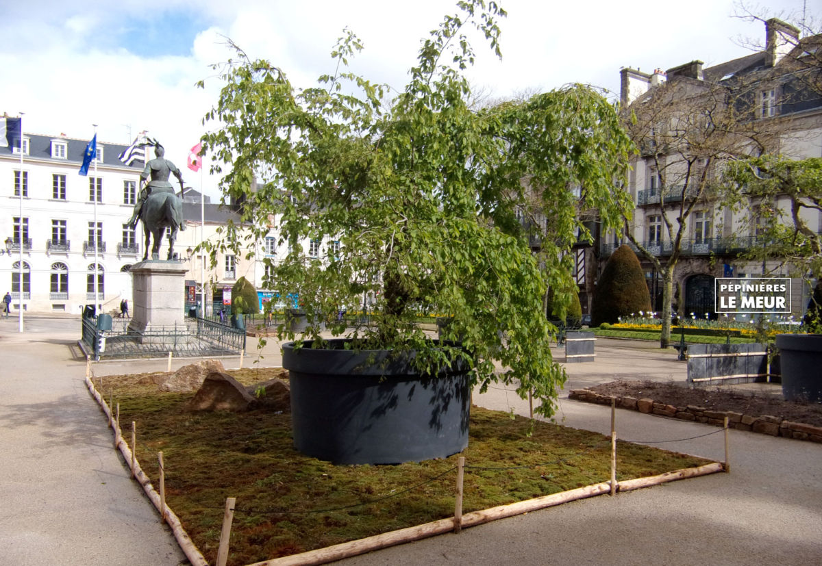 jardins éphémeres de vannes 2017 bétulus, pépinières le meur