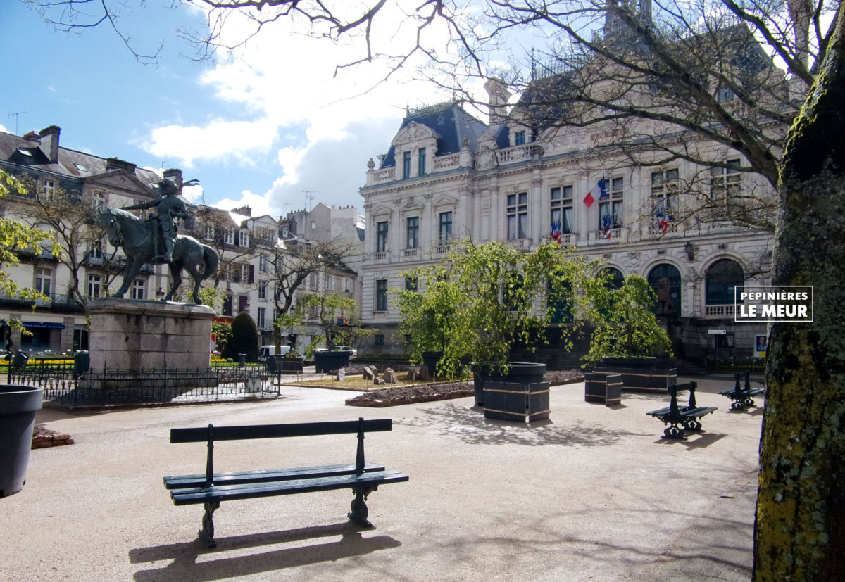 jardins éphémeres de vannes 2017 carpinus bétulus, pépinières le meur