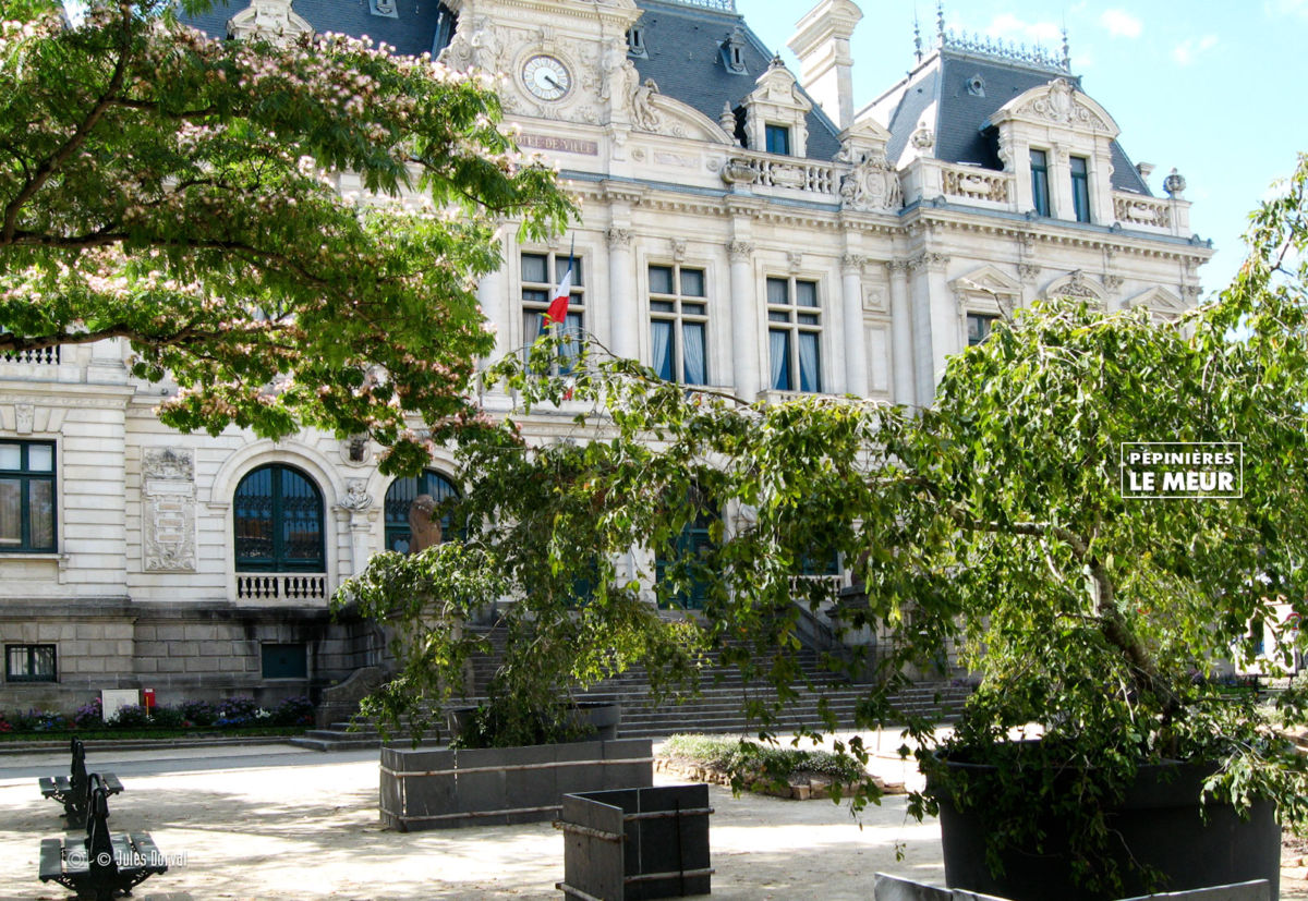 jardins éphémeres de vannes 2017 carpinus bétulus, pépinières le meur