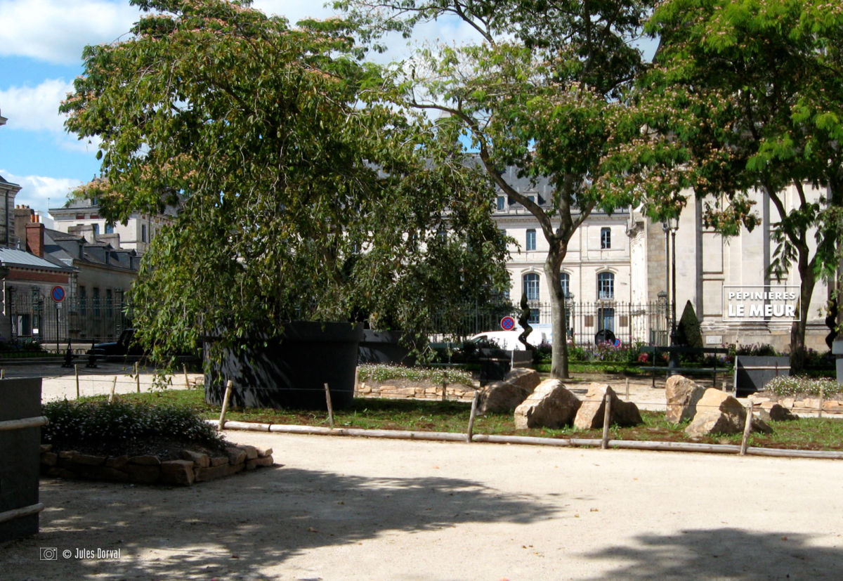 jardins éphémeres de vannes 2017 carpinus bétulus, pépinières le meur