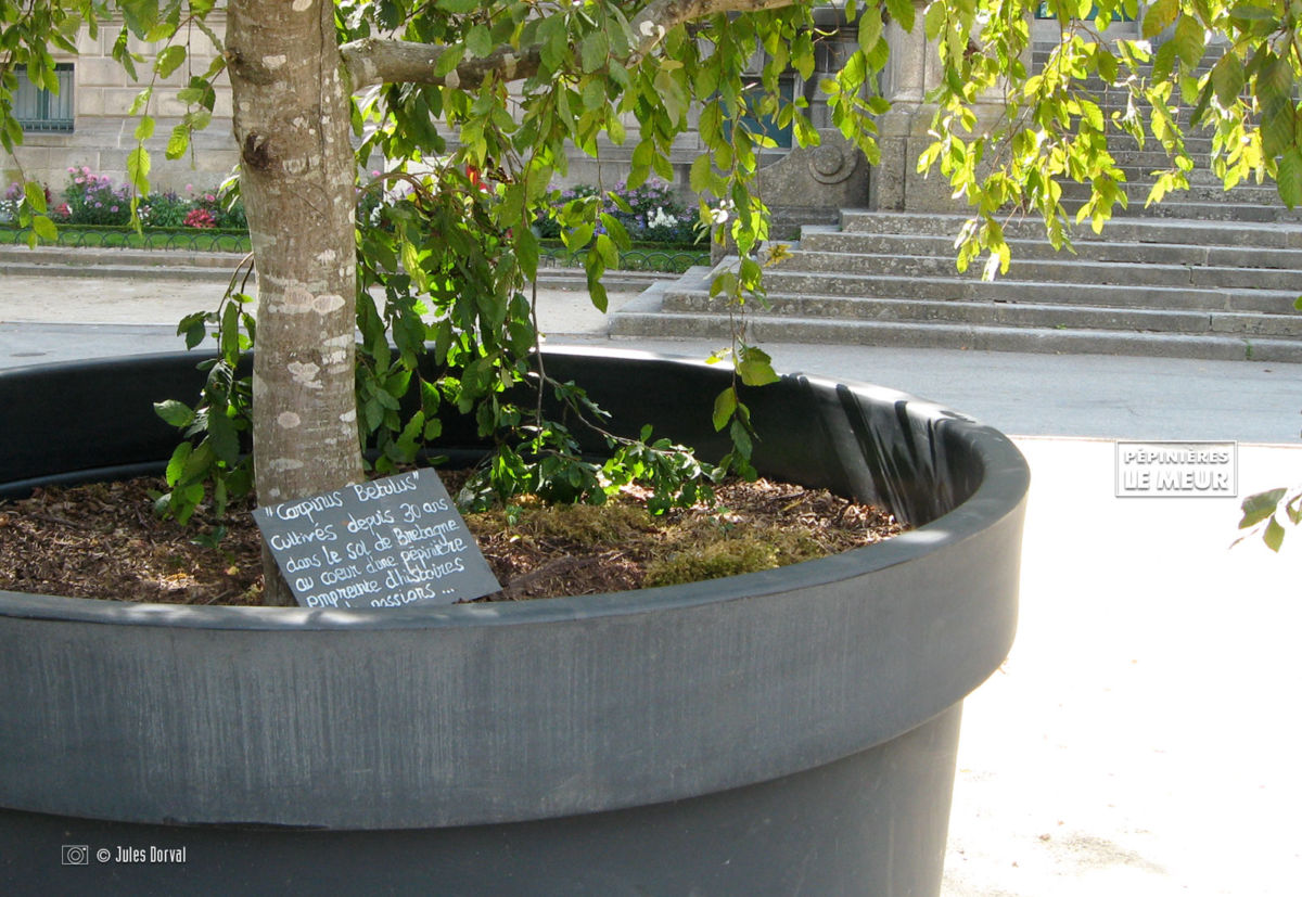 jardins éphémeres de vannes 2017 carpinus bétulus, pépinières le meur