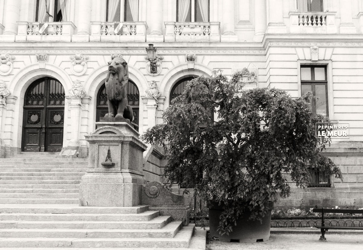 charmes, vannes, pépinières le meur, carpinus betulus