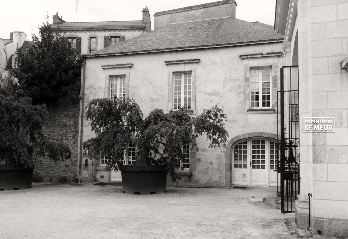 charmes, vannes, pépinières le meur, carpinus betulus