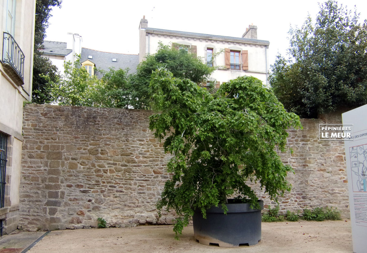 charmes, vannes, pépinières le meur, carpinus betulus