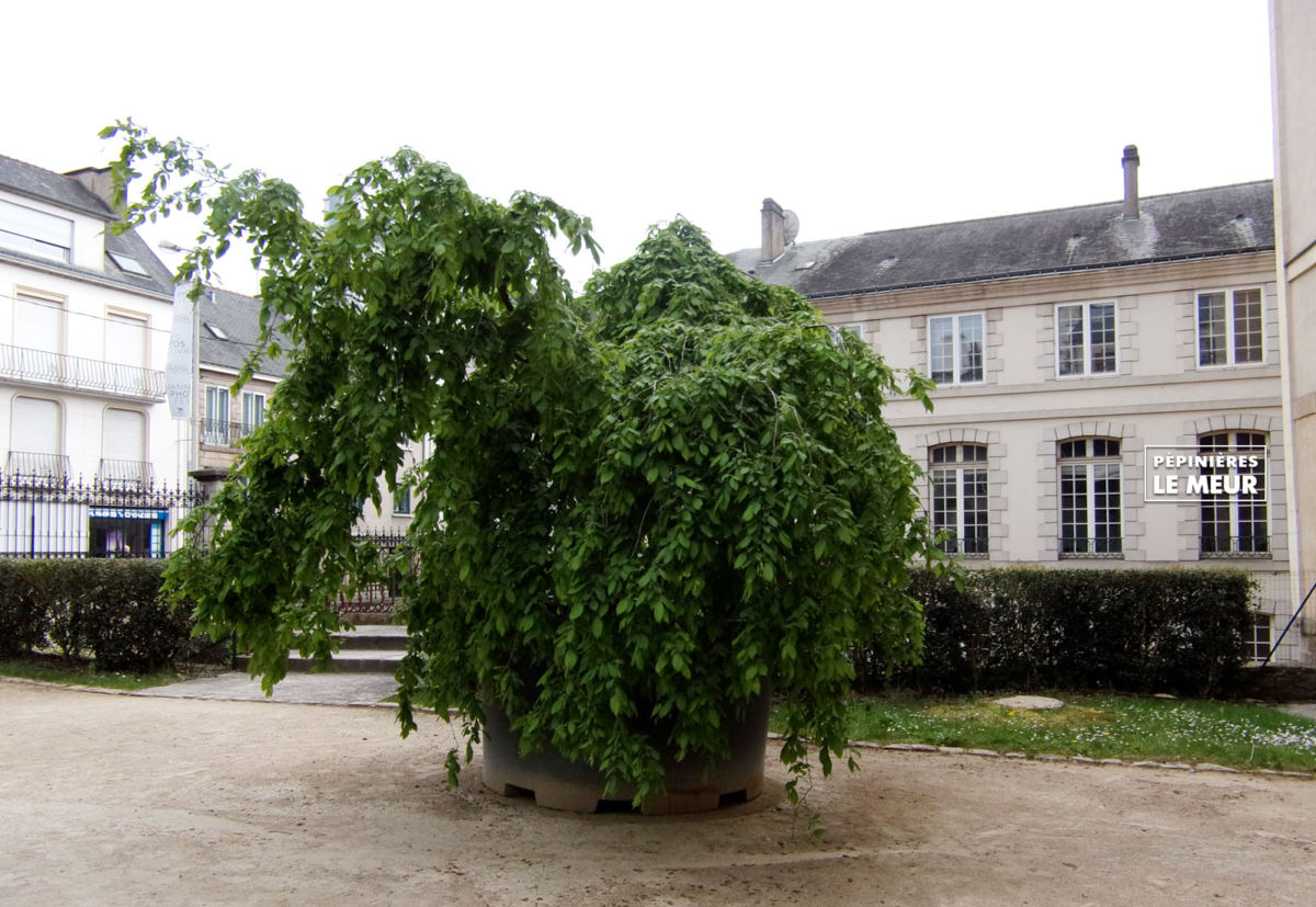 charmes, vannes, pépinières le meur, carpinus betulus