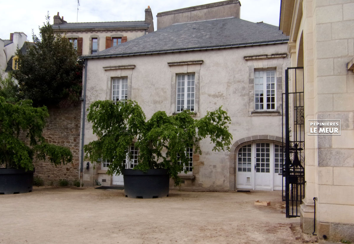 charmes, vannes, pépinières le meur, carpinus betulus