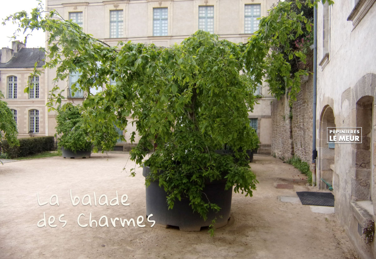 charmes, vannes, pépinières le meur, carpinus betulus