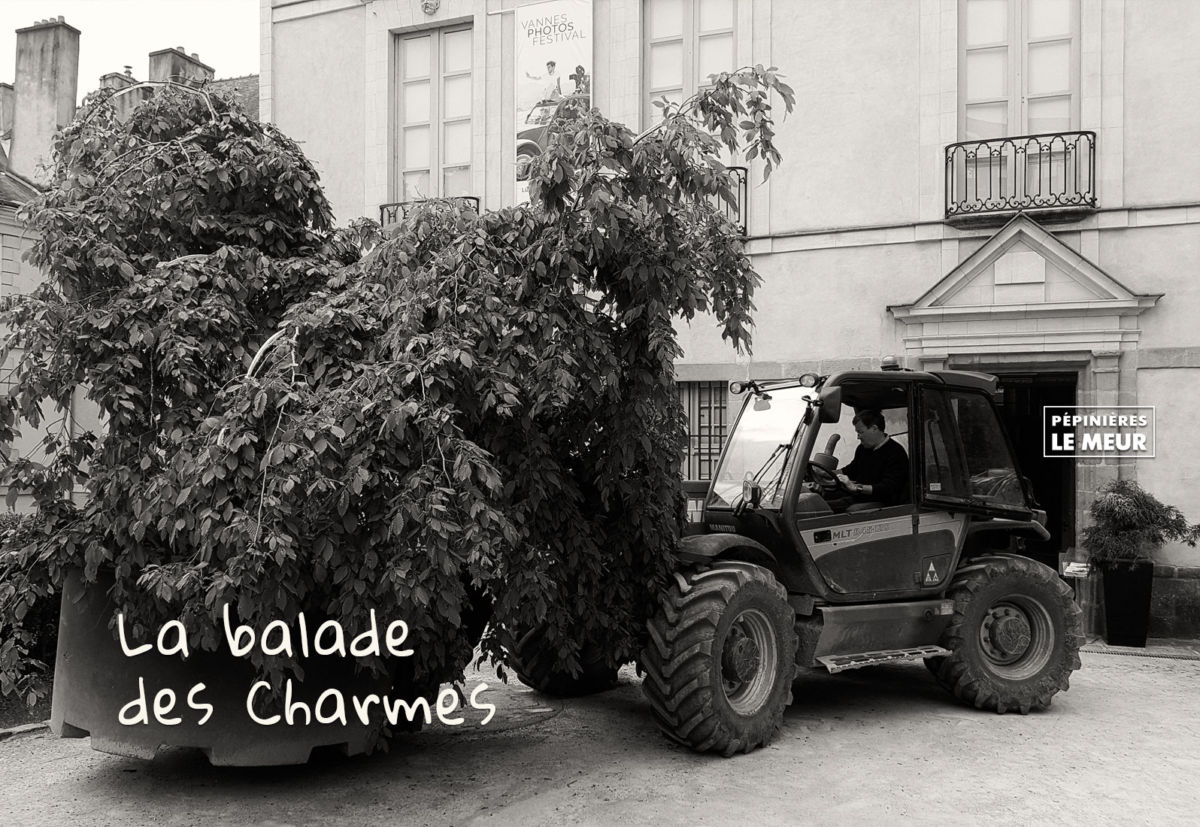 charmes, vannes, pépinières le meur, carpinus betulus