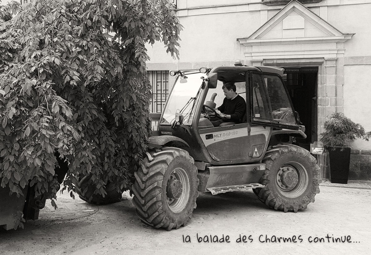 charmes, vannes, pépinières le meur, carpinus betulus, projet de Gérard Ropert