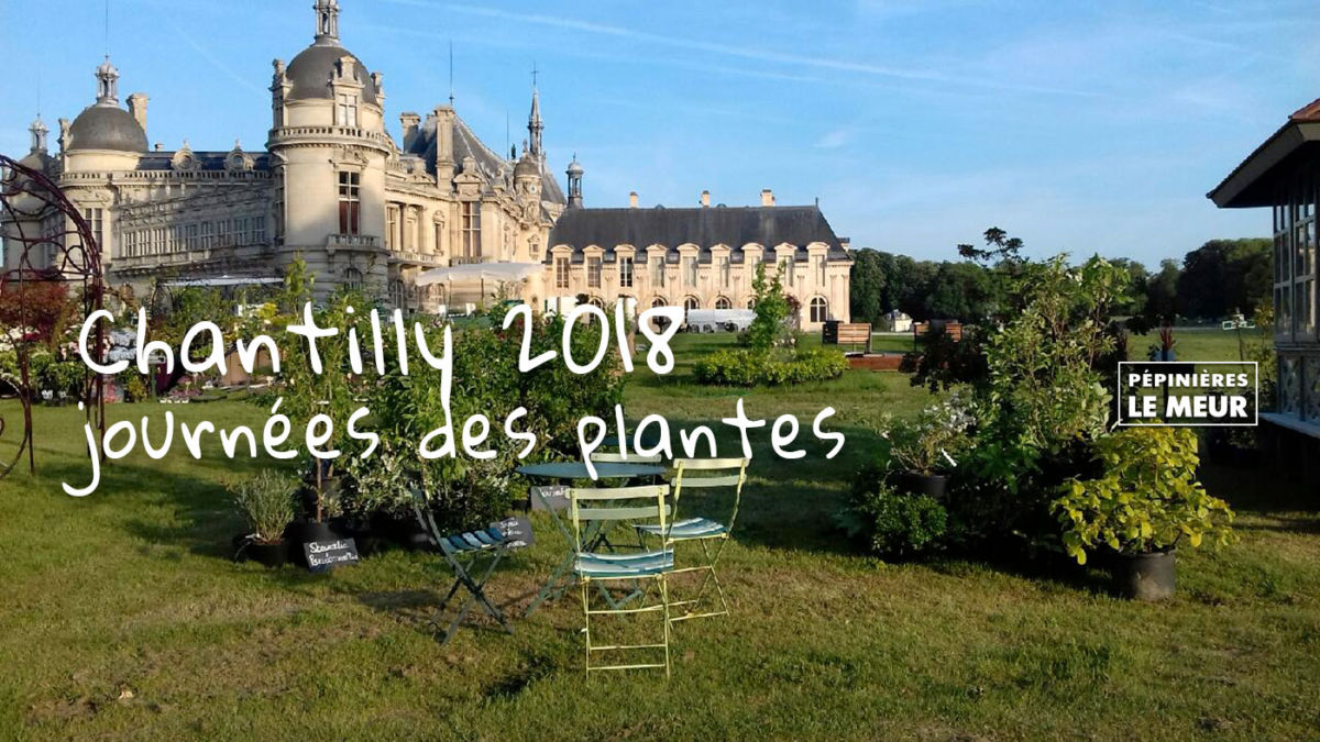 Chantilly 2018, journée des plantes Pépinières le Meur