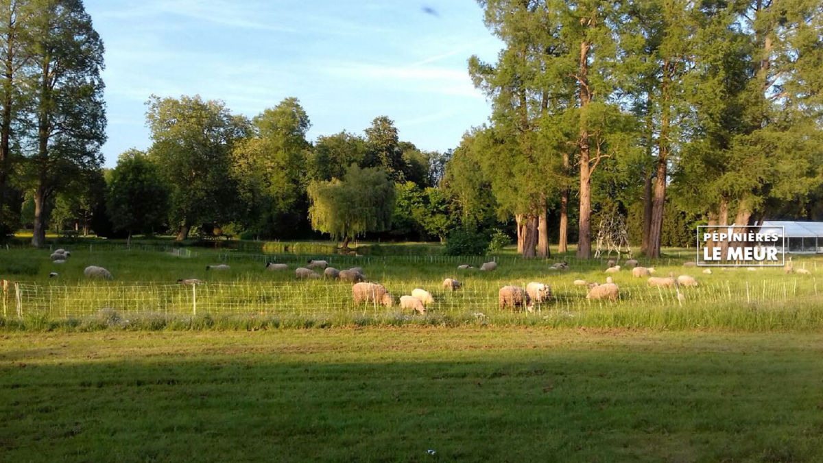 Chantilly 2018, journée des plantes Pépinières le Meur