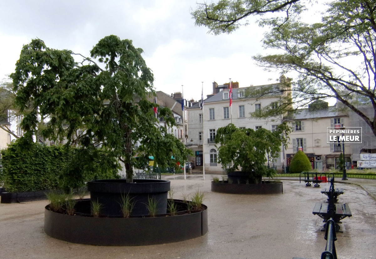 charmes, vannes, pépinières le meur, carpinus betulus, projet de Gérard Ropert