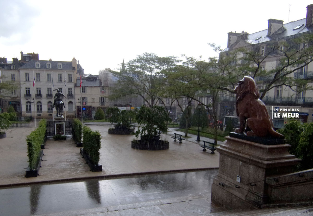 charmes, vannes, pépinières le meur, carpinus betulus, projet de Gérard Ropert