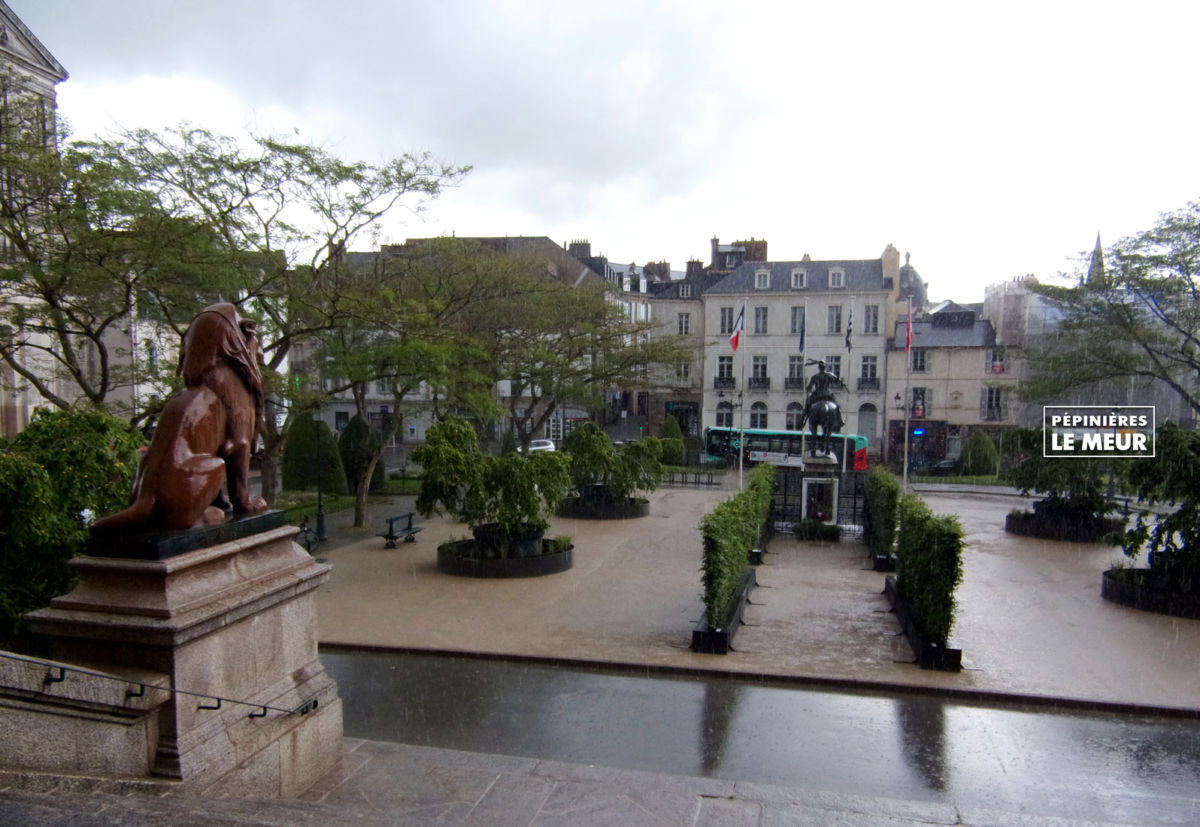 charmes, vannes, pépinières le meur, carpinus betulus, projet de Gérard Ropert