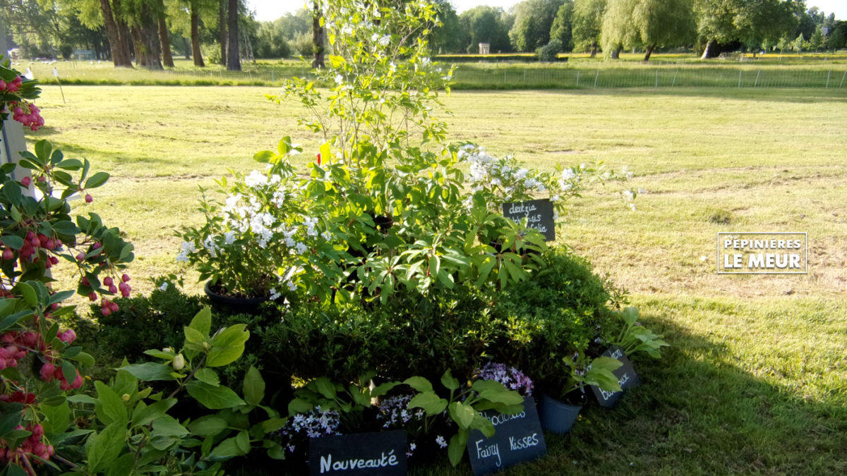 Chantilly 2018, journée des plantes Pépinières le Meur