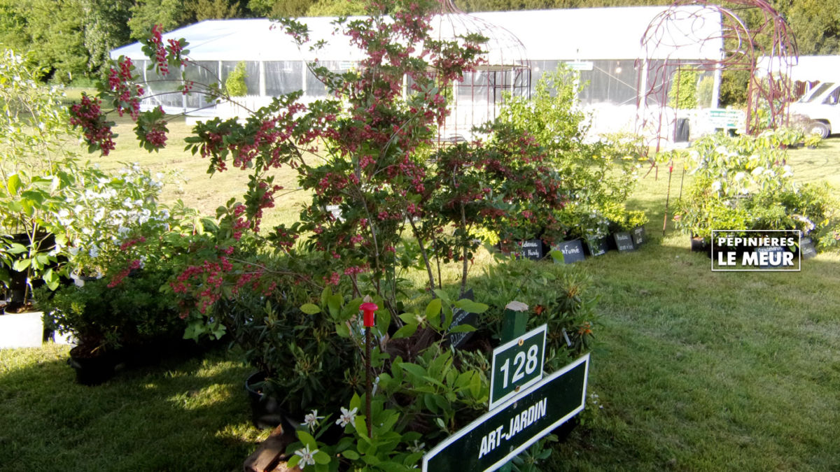 Chantilly 2018, journée des plantes Pépinières le Meur